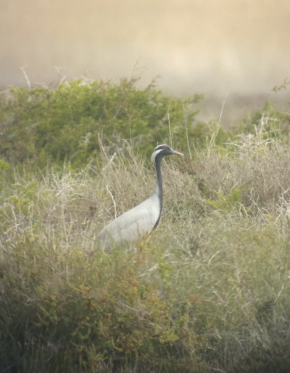 Stanford Birder tweet media