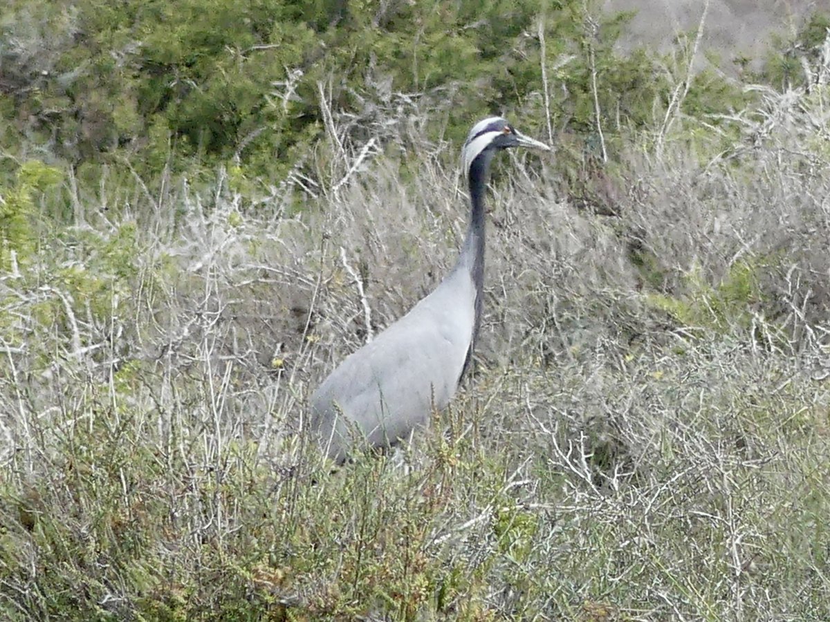 Stanford Birder tweet media