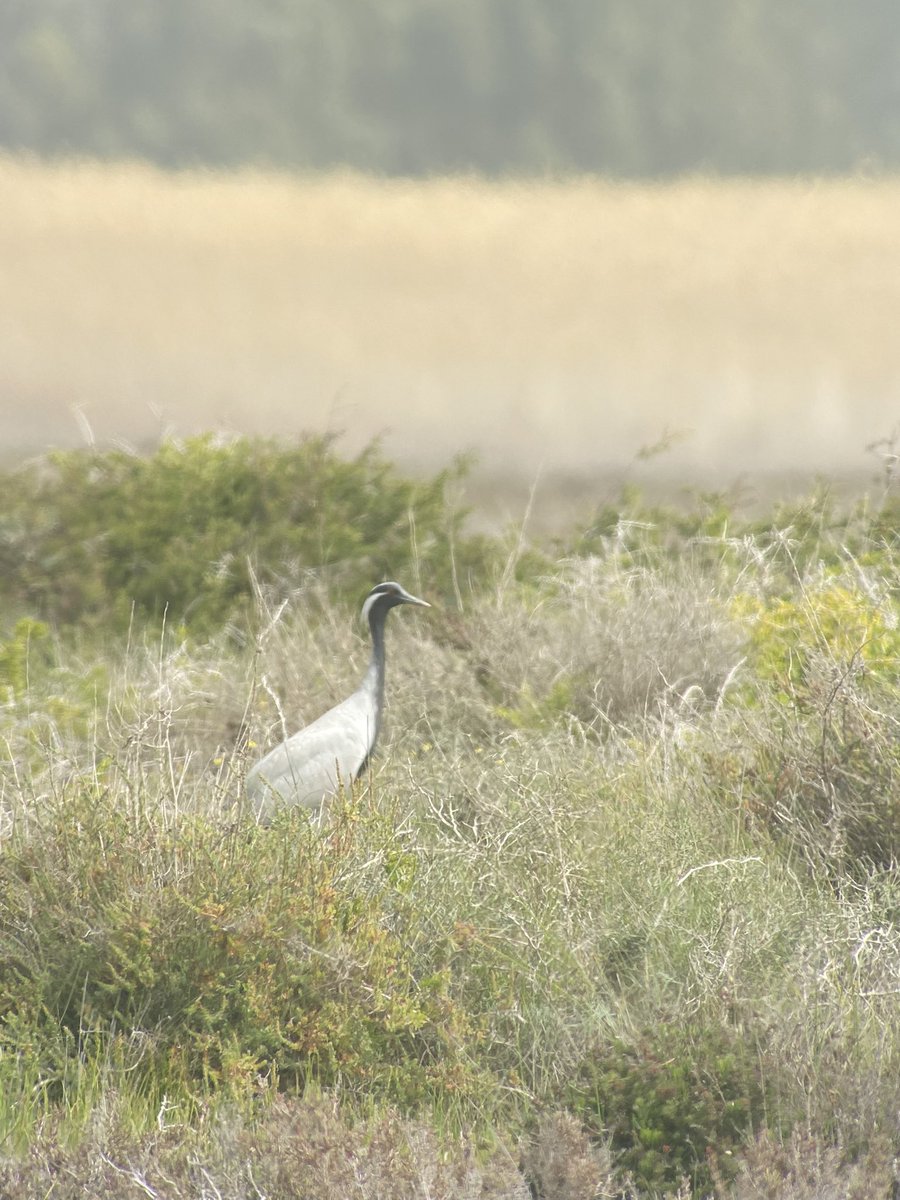 Stanford Birder tweet media