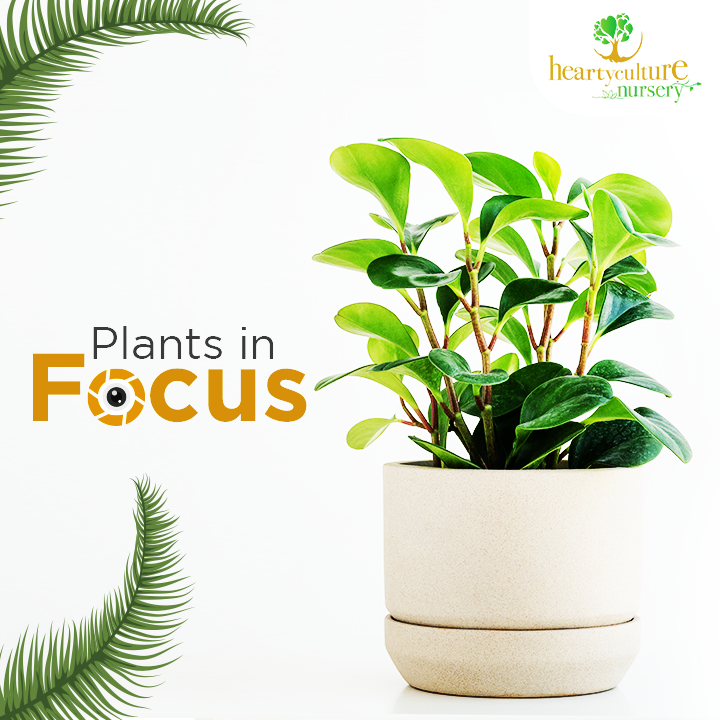 From spectacular flowers to leaves with medicinal properties, these plants are a must have to upgrade your garden. 

Shop from our wide range of plants today. 

Link in Bio.

#heartyculturenursery #flowers #medicinalplants #plantlovers #blueporter #paanleaf #aprilplants #herb