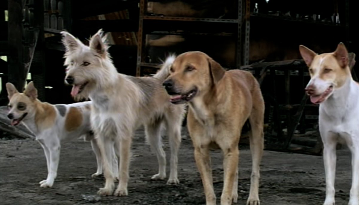 ยังจำกันได้มั้ย ‘มะหมา 4 ขาครับ’ หนังไทยสะท้อนปัญหาของหมาจรจัดที่แสดงนำโดยมะหมาตลอดทั้งเรื่อง วันนี้ครบรอบ 15 ปีแล้วค่า มาย้อนความทรงจำกันว่าใครเป็นใครกันบ้าง #มะหมา4ขาครับ