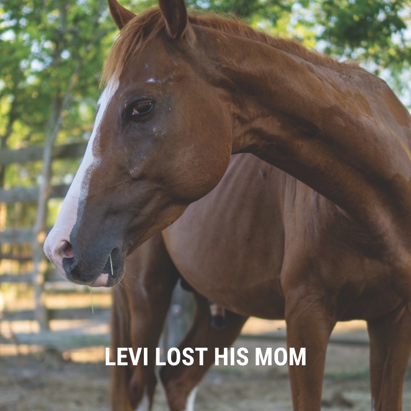 Habitat for Horses tweet media