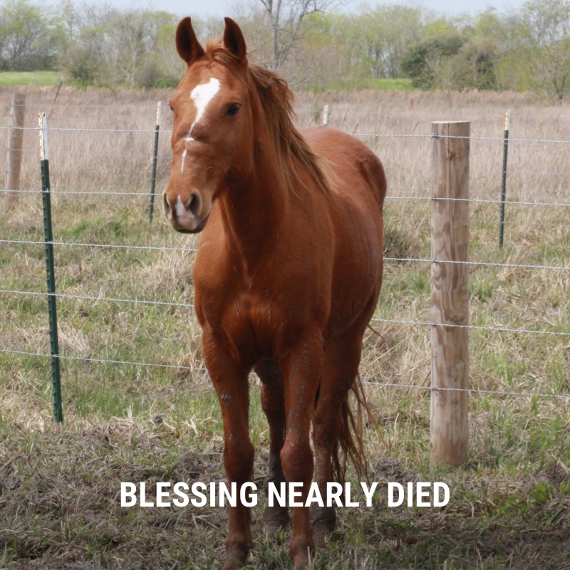 Habitat for Horses tweet media