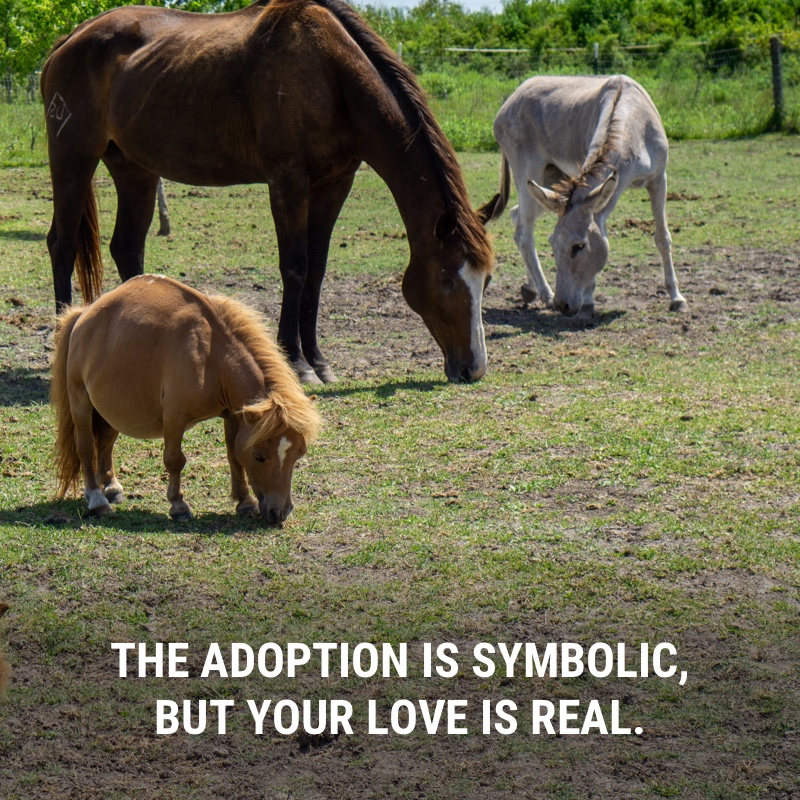Whatever cruelty or neglect brings a horse to Miracle Ranch, they leave it in the past to find a new start here. For $10/month, you can symbolically adopt a special needs equine and share your love with them all year long: bit.ly/VirtuallyAdopt…