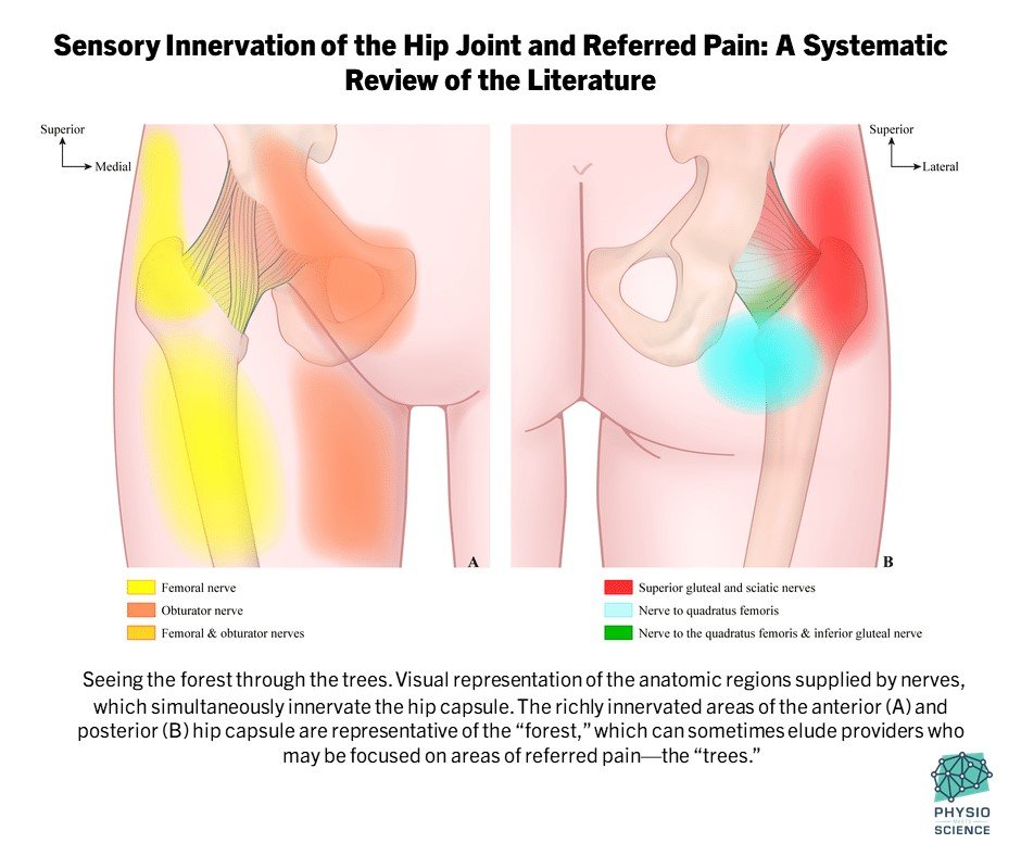 Sensory Innervation of the Hip Joint and Referred Pain: A Systematic Review of the Literature 

👇👇👇

pubmed.ncbi.nlm.nih.gov/33565587/