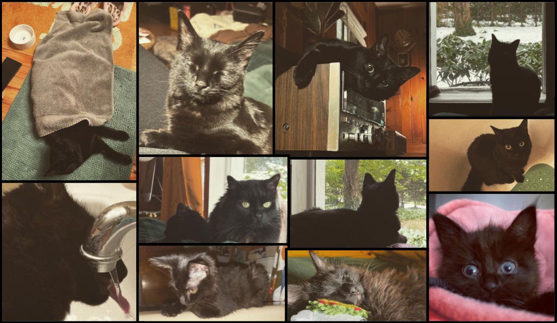 Sweet_Niche's tweet photo. Happy first birthday to my little black kitten, Lucifer. I can't believe someone just left her on the side of the road, but in the end, it's what made her a part of our family. I love you, Luci. #catsofgameaudio https://t.co/EWmPZiIly3