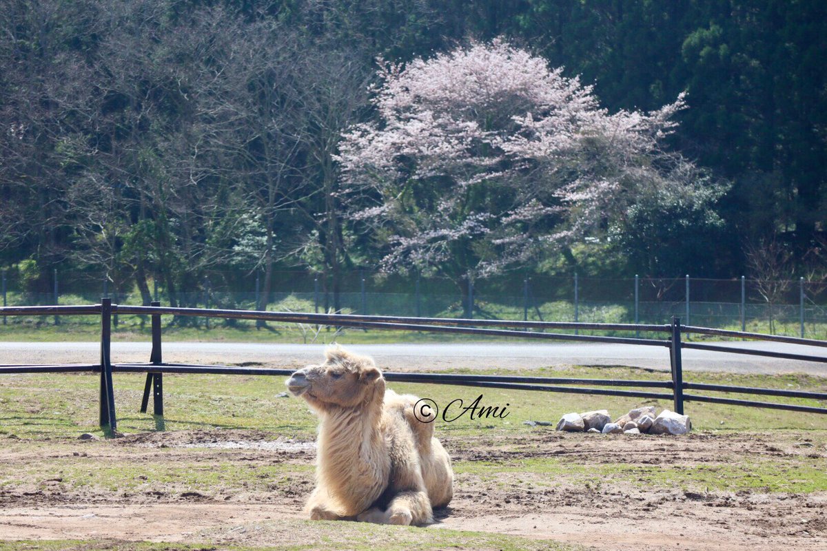 amiami594's tweet photo. くつろぐチャティさんと桜🌸🌸(4/1)
#秋吉台サファリランド #ラクダ #チャティ #akiyosidaisafariland #camelus https://t.co/1fLJS79POr