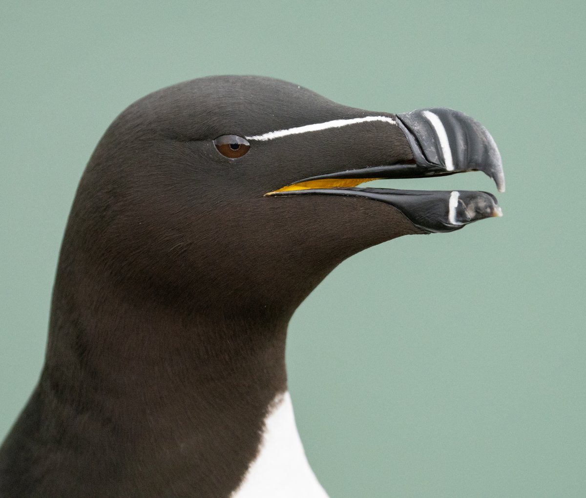 Naturalist_Sam's tweet photo. Razorbill gaping just enough to let that gorgeous yellow shine through. They look like they've been painted by the finest of brushes. https://t.co/INn5q6GTSo