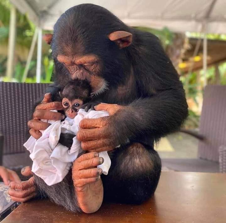 Mather love ❤ 😍 👌😘😊🐵🐒❤