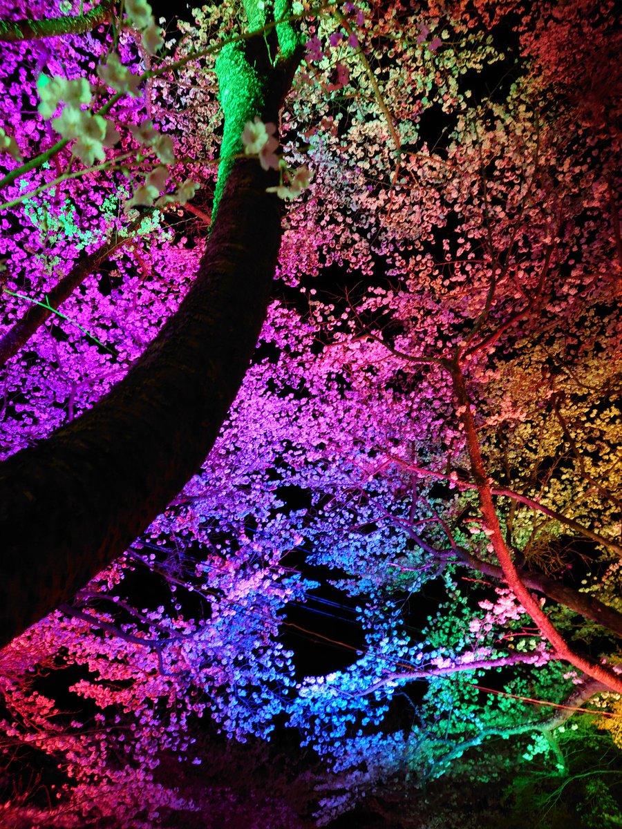 黒くまぷりん＠検索１位趣味ブロガー tweet media