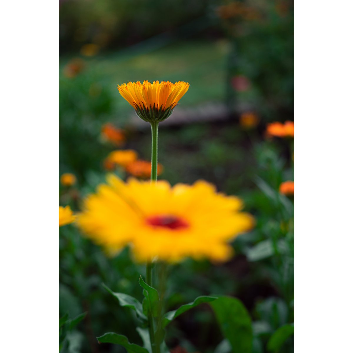 ConnectMudart's tweet photo. Swipe to realise, how aperture can change the story of a photograph and how...
Did this post help you as a photographer?
#mudart #mfps
#photowalk #photo #photographyadvice #aperture #storytelling #learnphotography #exposure #photographycourse #photographer #flowerphotography https://t.co/xLrbgh3r61