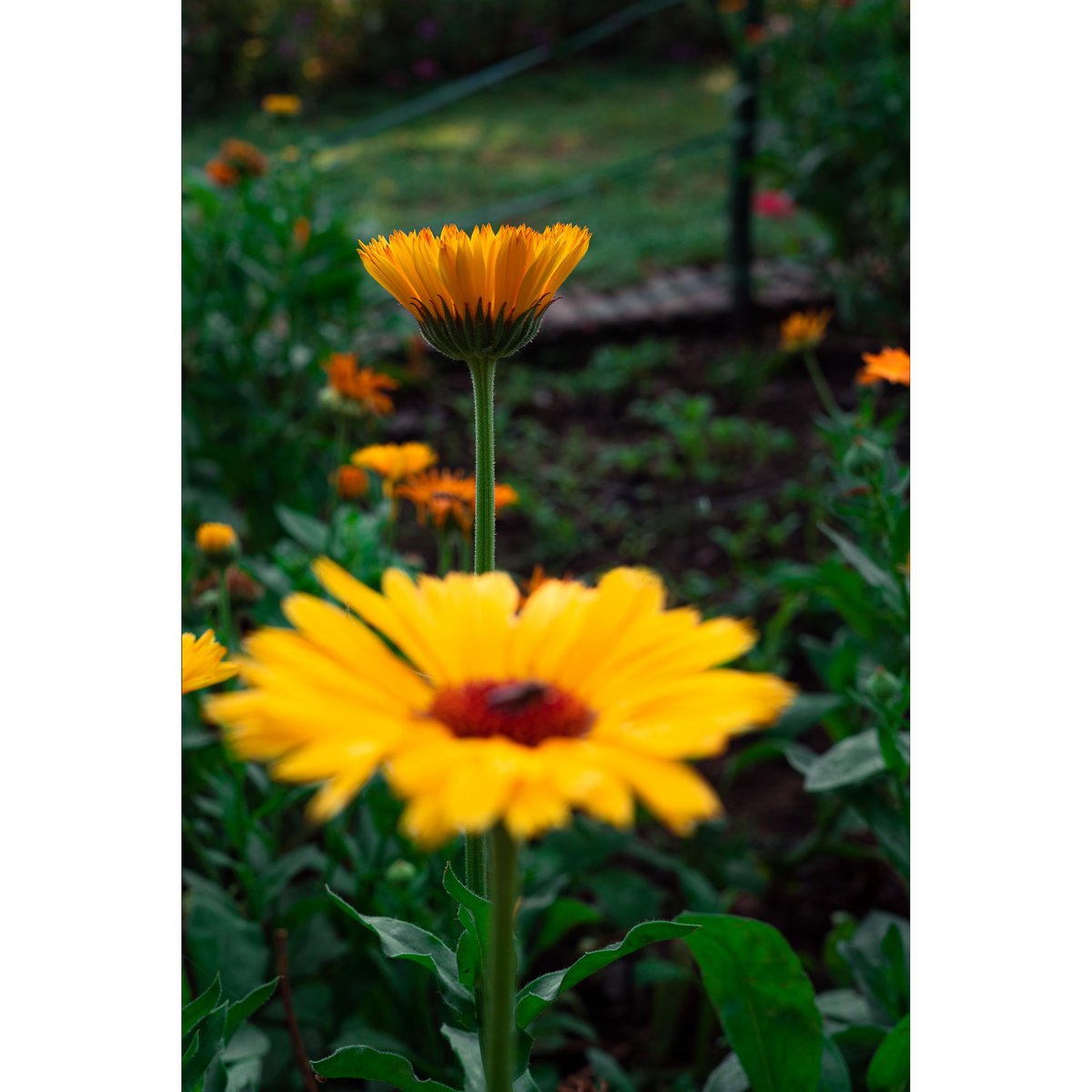 Swipe to realise, how aperture can change the story of a photograph and how...
Did this post help you as a photographer?
#mudart #mfps
#photowalk #photo #photographyadvice #aperture #storytelling #learnphotography #exposure #photographycourse #photographer #flowerphotography