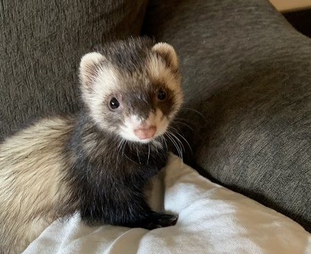 albertacleaning's tweet photo. Our furry friends might be cute, but they don't go easy on the carpets...

When you need help cleaning up after your cat, doggo, bunny or even ferret, we're the ones to call. #albertacarpetcleaning

#carpetcleaning #pets #dogs #cute #cat #love #puppy #cats #animals https://t.co/ZpveFr4mUk