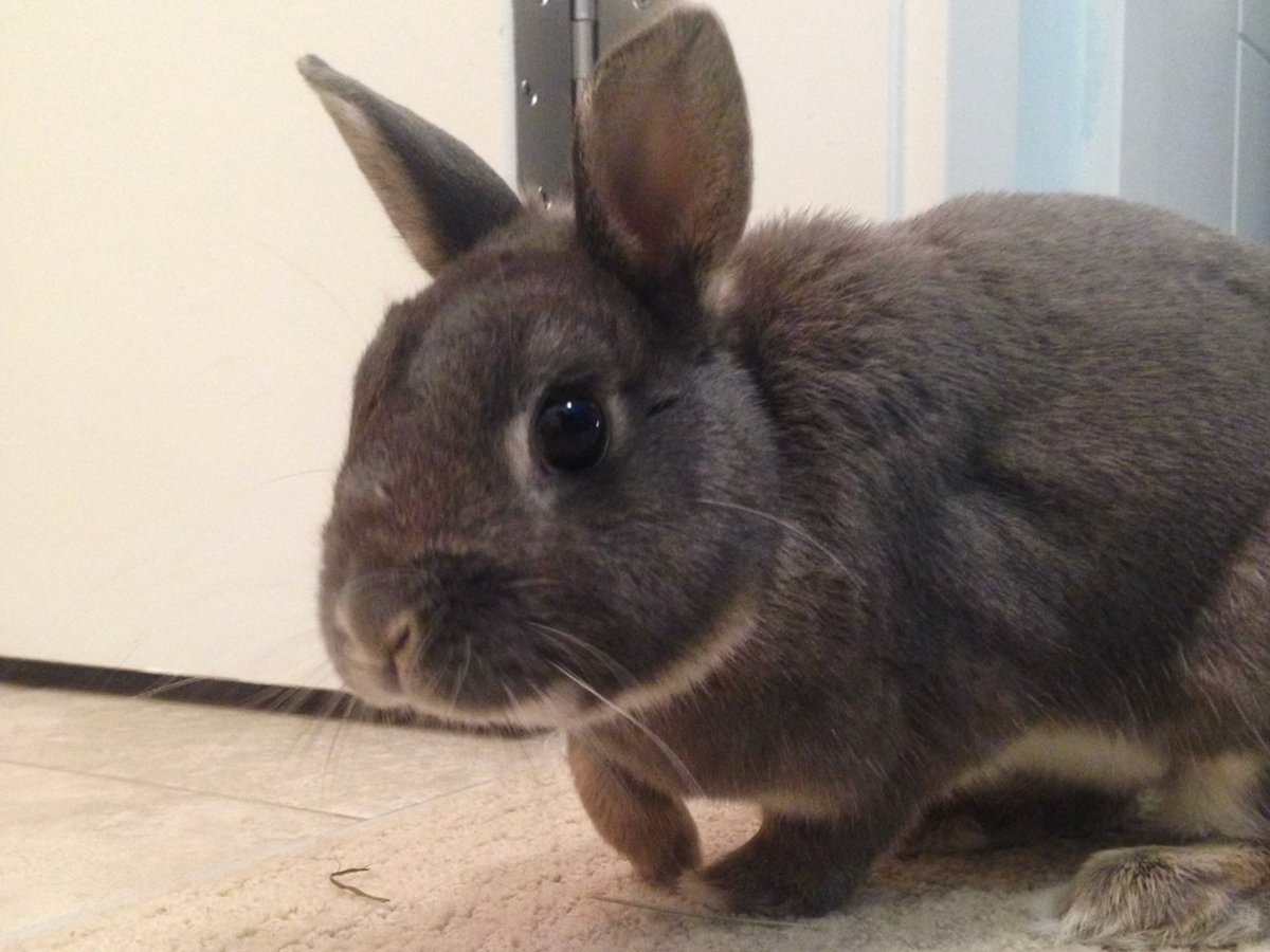 albertacleaning's tweet photo. Our furry friends might be cute, but they don't go easy on the carpets...

When you need help cleaning up after your cat, doggo, bunny or even ferret, we're the ones to call. #albertacarpetcleaning

#carpetcleaning #pets #dogs #cute #cat #love #puppy #cats #animals https://t.co/ZpveFr4mUk