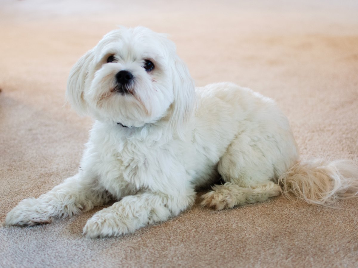 albertacleaning's tweet photo. Our furry friends might be cute, but they don't go easy on the carpets...

When you need help cleaning up after your cat, doggo, bunny or even ferret, we're the ones to call. #albertacarpetcleaning

#carpetcleaning #pets #dogs #cute #cat #love #puppy #cats #animals https://t.co/ZpveFr4mUk