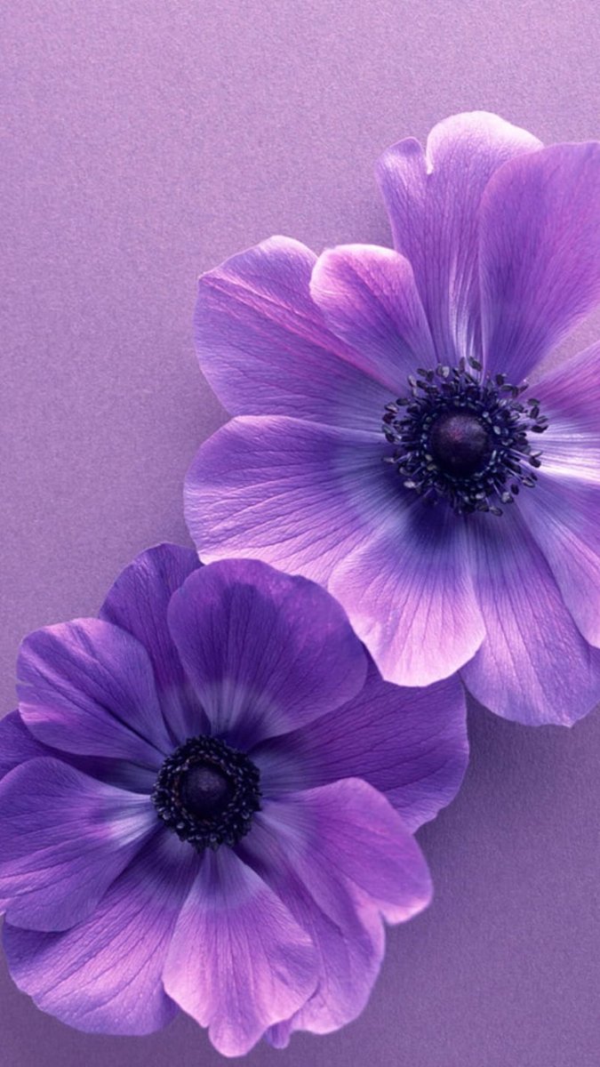 TMalvarez46's tweet photo. #ReddeReparación #MamaEstáCastigada #JusticiayReparación 
🌼🌺🌸Flores xa recuperar la vida arrebatada al arrancarle a sus pequeñas mediante orden judicial irregular + el ensañamiento ⠀
 👉 https://t.co/9XKwvUCjFI
#StopViolenciaInstitucional
#StopViolenciaVicaria
#YoSiTeCreo https://t.co/1QfZtYnfDH