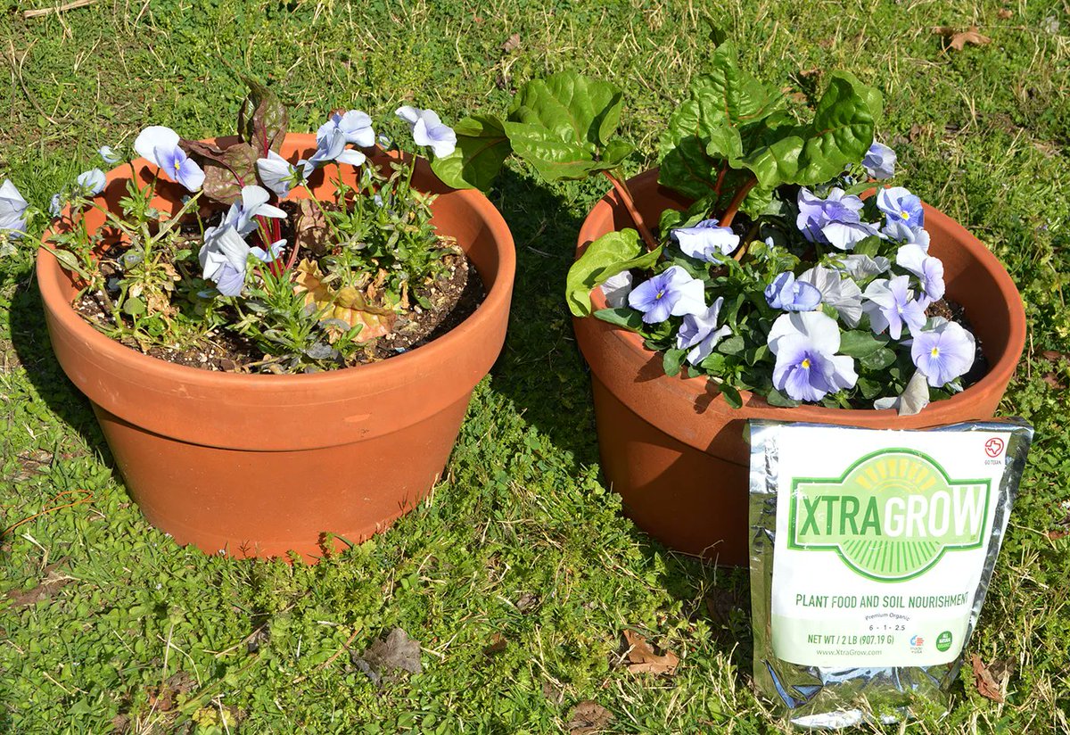 Results of the XtraGrow Challenge. One Swiss Chard and 3 pansies were planted on 12/28/21. They were given the same soil, location, water, etc., but 6 tbs of XtraGrow was added to the pot on the right. Only 1 application of XtraGrow was used. #XtraGrow #XtraGrowChallenge