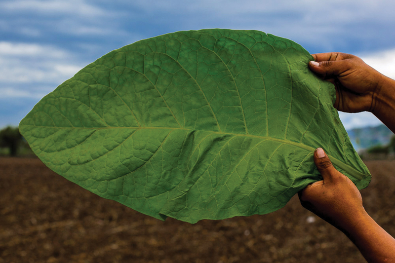 As it continues to work on a rebrand of its premium cigar products, those behind <a href="/AganorsaLeaf/">AganorsaLeaf</a> want you to understand the true power of the brand lies in the tobacco it grows. READ MORE: tobaccobusiness.com/details-of-str…