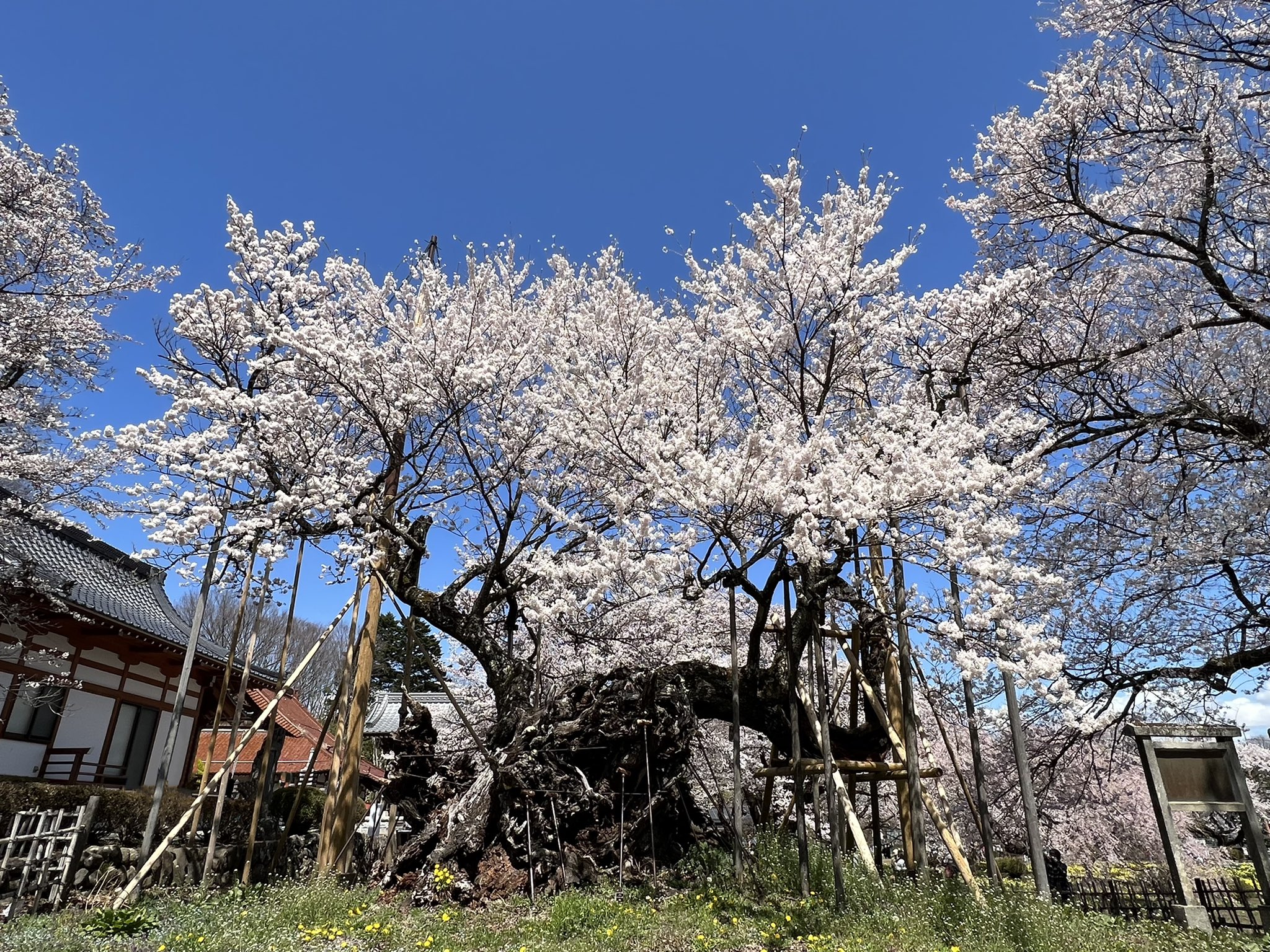 縄田雄哉 桜を見に山梨まで車で小旅行 お目当ては 山高神代ザクラ 国指定の天然記念物第1号で日本三大桜の ひとつ 推定樹齢00年と言われる日本最古の一本桜 昨日の雨で心配でしたが見事に満開 スピリチュアルな事はわかりませんが 年月を重ね