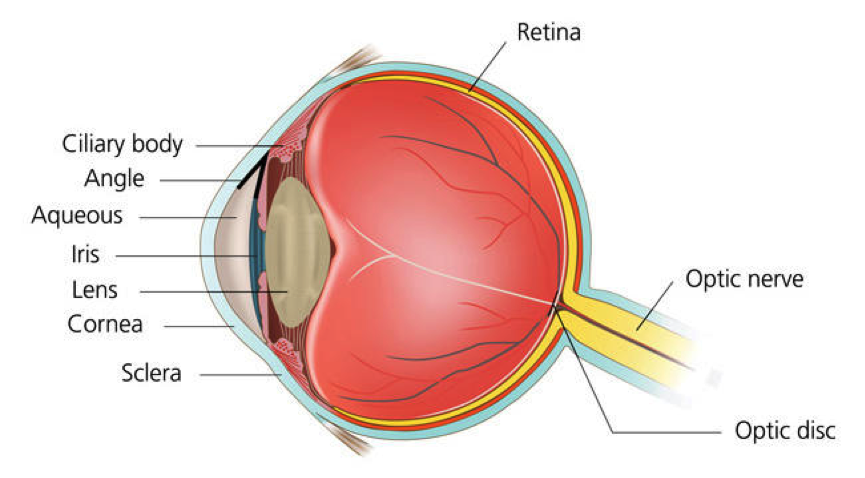 Diabetic retinopathy is a complication of diabetes, damaging the back of the eye (retina). How does diabetic retinopathy come about, what are the symptoms and how can it be treated? We speak to leading eye expert Mr Hadi Zambarakji about the condition.
theholly.com/blog/diabetic-…