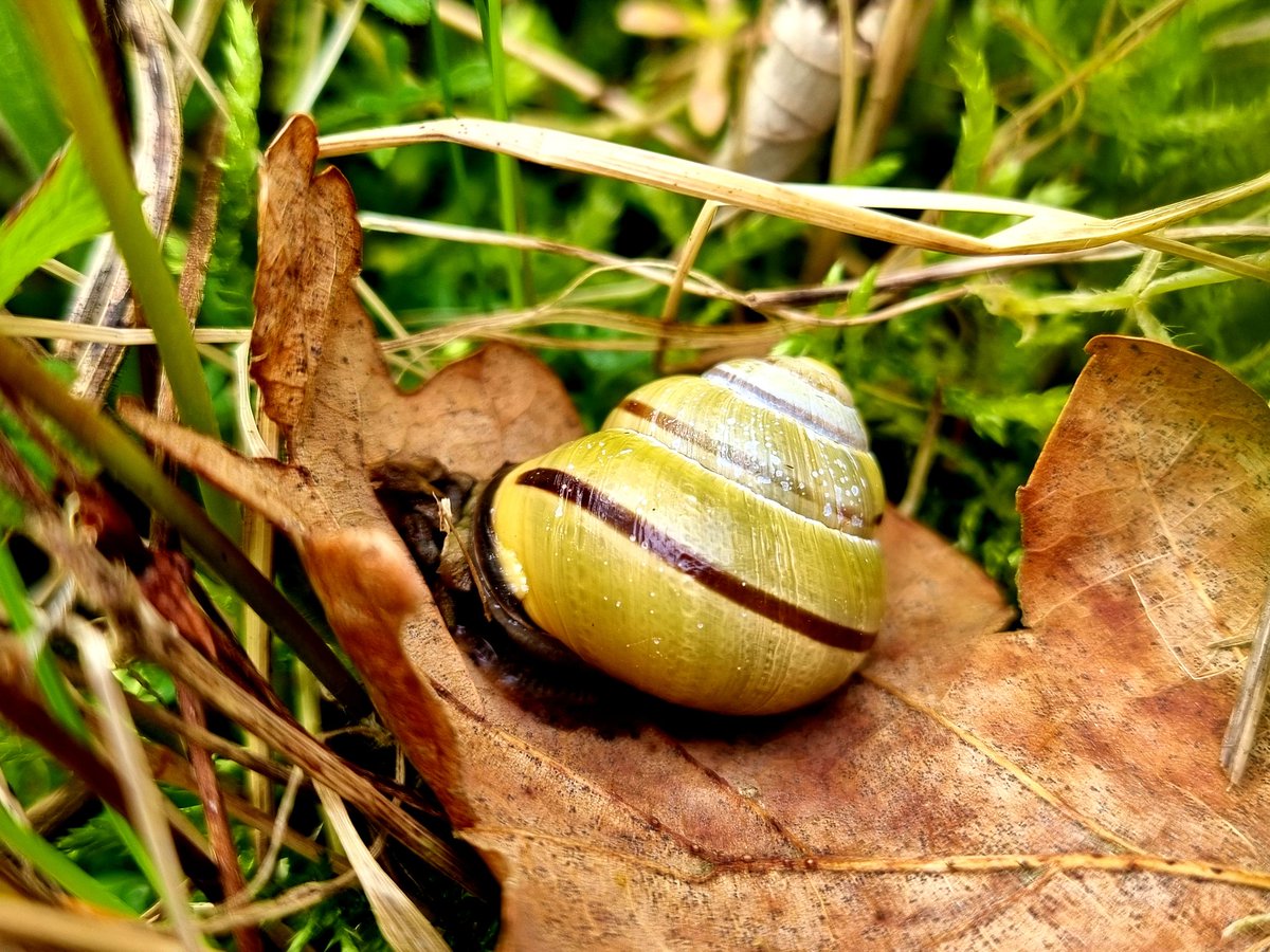 KarinKjernsmo's tweet photo. After curiously checking one of our 🐌-transects, I can happily confirm that the #Cepaea #snails are starting to emerge! Just spotted these four Cepaea nemoralis snails within 1 square metre, all different colour morphs - aren't they just amazing with their polymorphism?! 🌈❤️ https://t.co/fJ5mpeLhvk