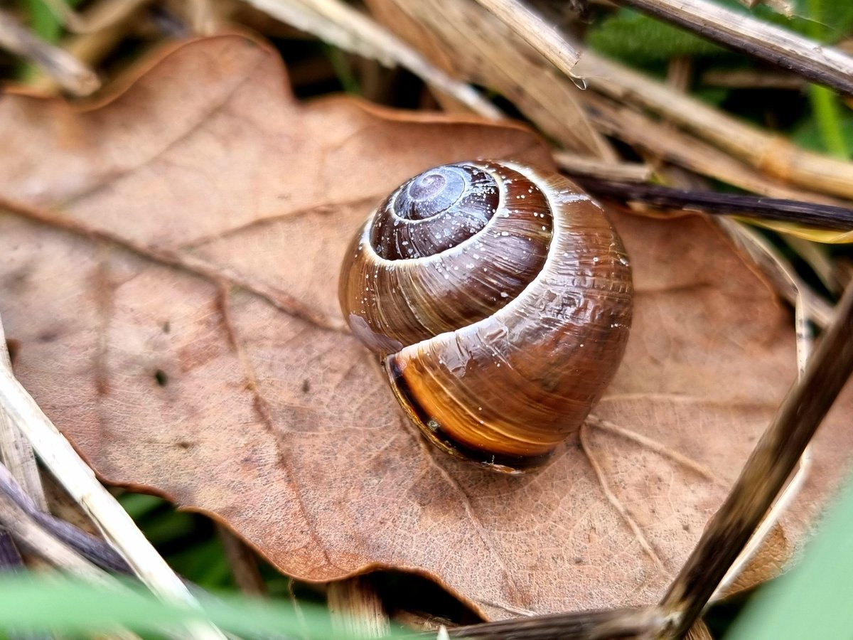 KarinKjernsmo's tweet photo. After curiously checking one of our 🐌-transects, I can happily confirm that the #Cepaea #snails are starting to emerge! Just spotted these four Cepaea nemoralis snails within 1 square metre, all different colour morphs - aren't they just amazing with their polymorphism?! 🌈❤️ https://t.co/fJ5mpeLhvk