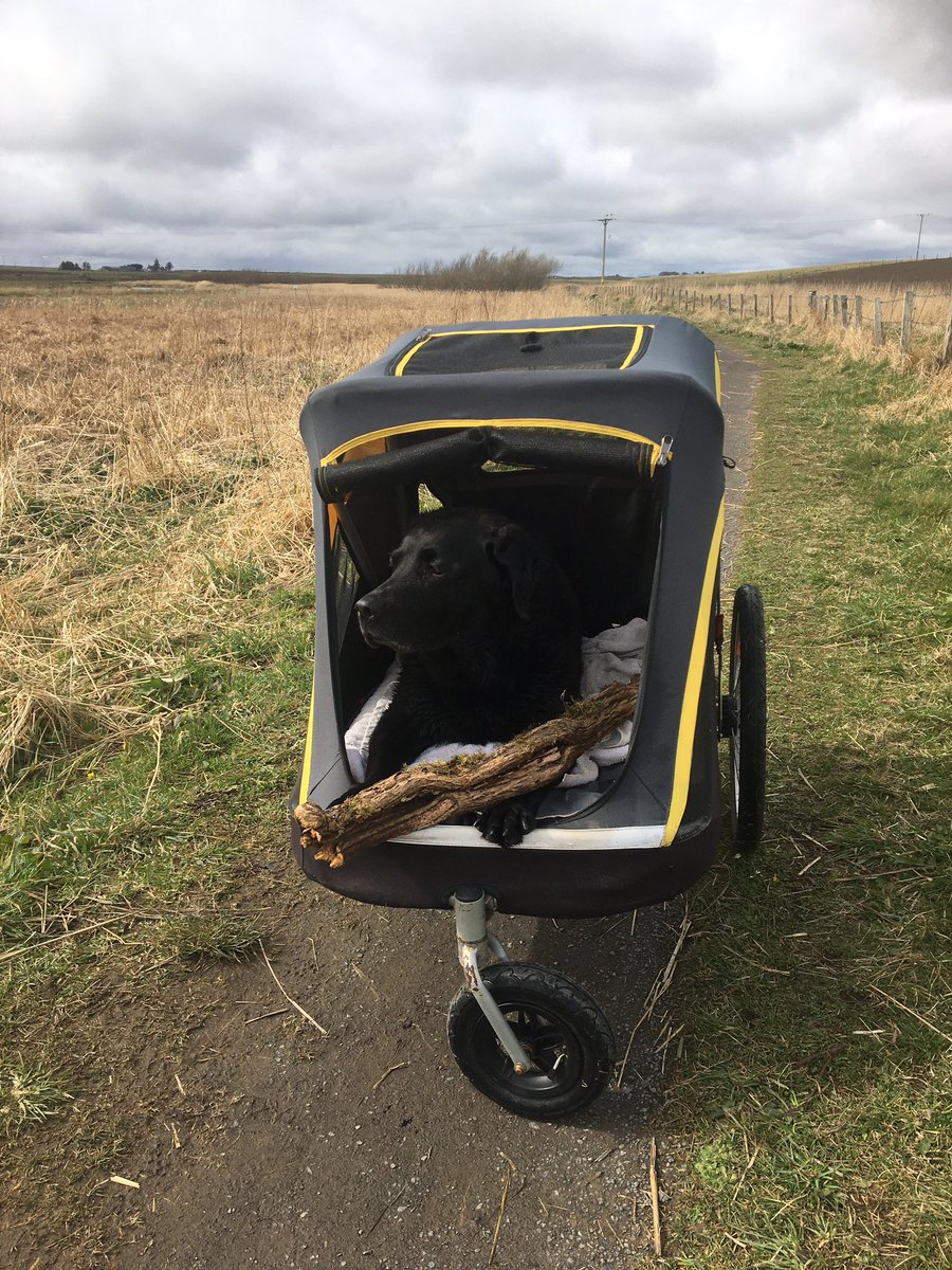jessthelabrador's tweet photo. Cruisinโ
#innopet #oldgirl #labrador https://t.co/YbbfpYEoBl