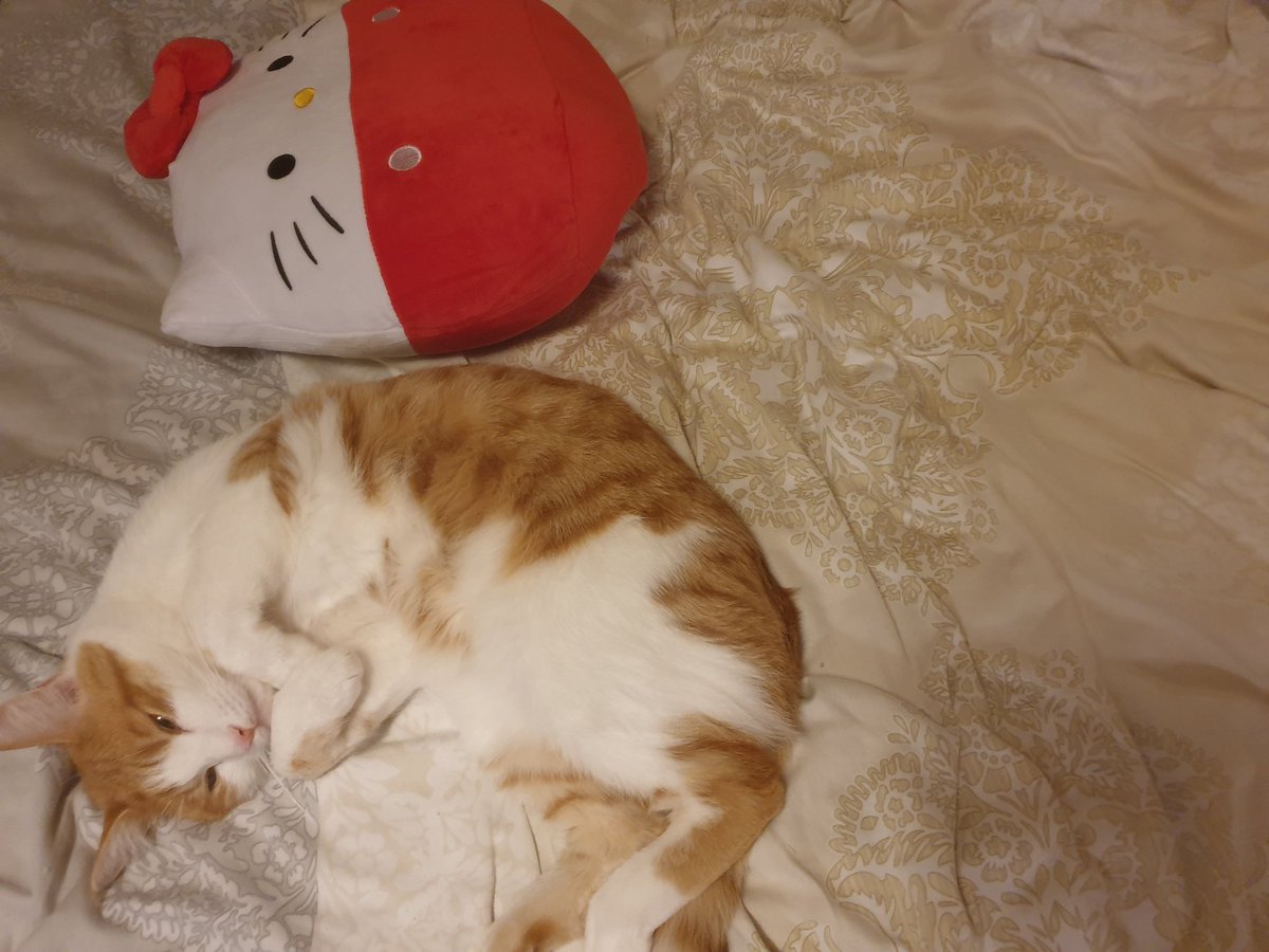 y_yocco's tweet photo. 至福の時間😽

#にゃん #ねこ #chat #Cat #ねんね
#kitty #可愛い https://t.co/f3pb9IGg6l