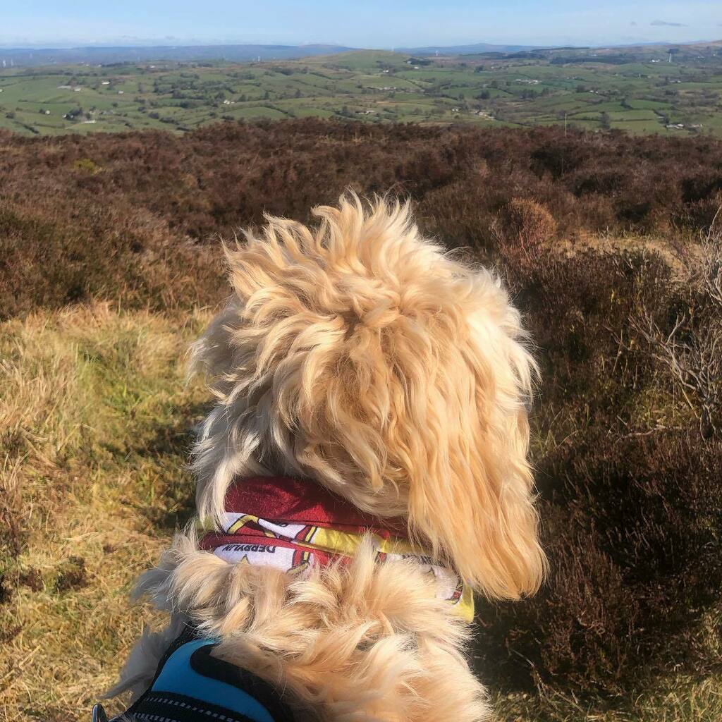 MarkIsNotBroken's tweet photo. Topping Mountain 🤭

#dogs #dogsofinstagram #dog #dogstagram #puppy #doglover #instadog #dogoftheday #doglovers #doglife #pets #love #puppylove #pet #puppies #cute #dogsofinsta #puppiesofinstagram #instagram #of #petsofinstagram #doggo #dogslife #anim… https://t.co/rMJTfo2PNI https://t.co/SJSB2sSj6m