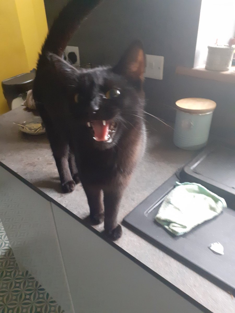 RonKnope's tweet photo. Laugh and the world laughs with you, 
Weep, and you weep alone
For the sad old Earth must borrow its mirth,
But has trouble enough of its own

Now give me some Dreamies 
#CatsOfTwitter #Knope https://t.co/1R50D6pXr2
