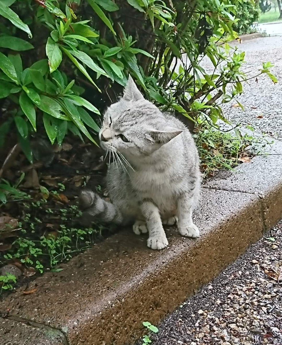 TawashiProject's tweet photo. 本日4月5日 午後5時40分
保護っ子 福ちゃんが永眠しました

彦根港で子供達と保護し
子育てが終わったらリリースする予定でしたが
あれから4年 ずっと29Qに居てくれました

食べる事が大好きだったので
ごはんやおやつをたくさん持たせて
金曜日にお空へ送ります🙏 https://t.co/BbYrQUJERI