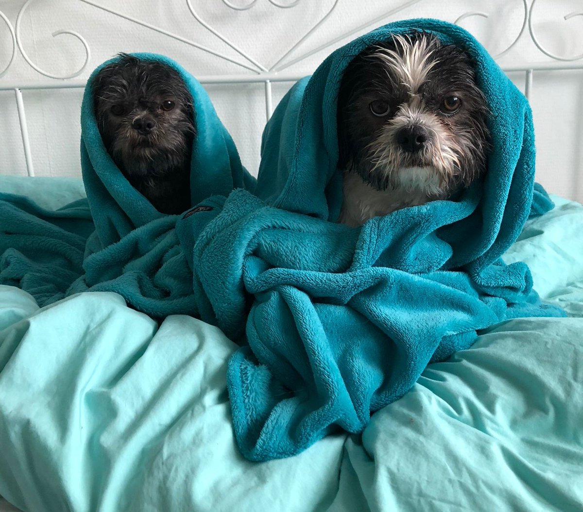 MarcelJansen1's tweet photo. Bij regenachtig weer veranderen onze honden in buitenaardse wezens. #ET #Weer #Regen #Shihtzu https://t.co/VsYcQtCVGI