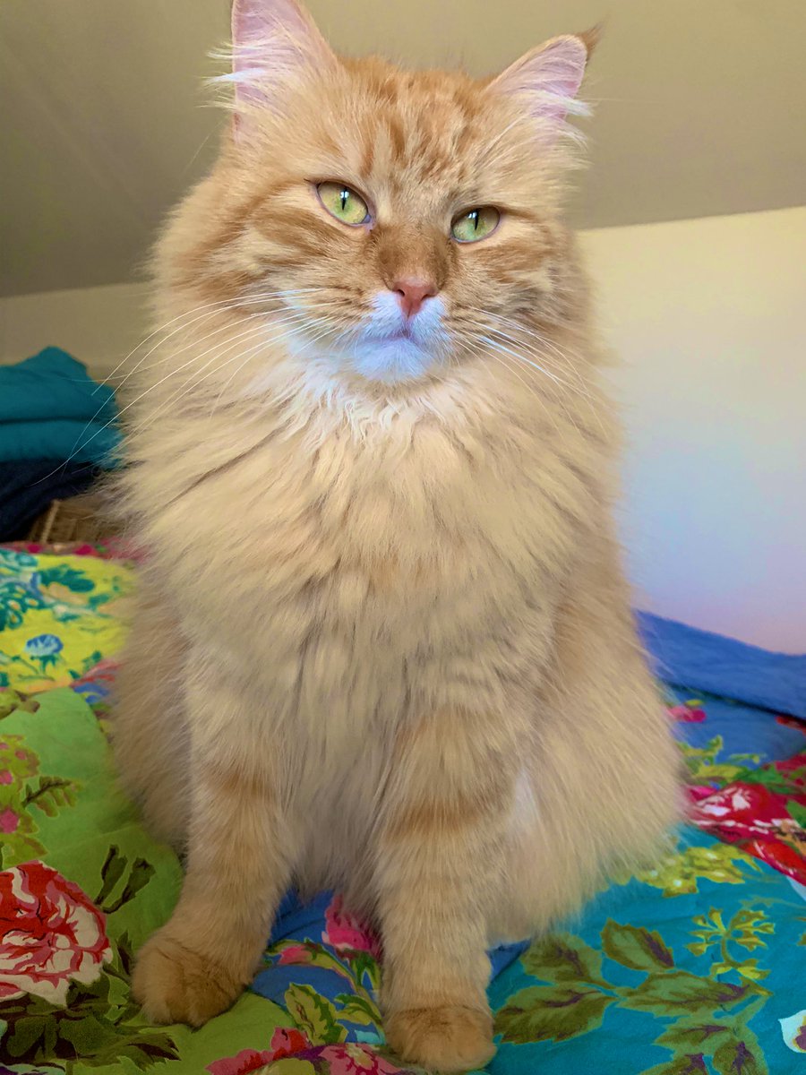 nyckittens's tweet photo. #tuesdayvibe #CatsofTwittter https://t.co/VBcDbDaTJv