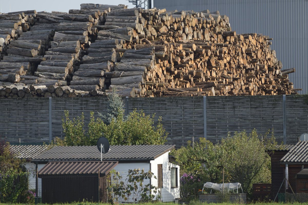BeyondBurning's tweet photo. The latest #IPCC report came out yesterday, urging policy makers to reduce emissions. Today a report came out showing how the EU biomass industry claims to be burning sawdust and waste wood, but in reality they’re burning logs: https://t.co/74IhDpl8Lf 1/4 #StopFakeRenewables https://t.co/uaCzYqdt0f