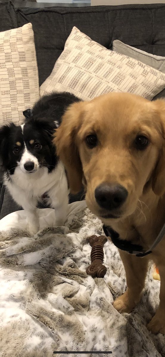 rev_cory2024's tweet photo. Dogs>Cats https://t.co/a5tsmV9iNO