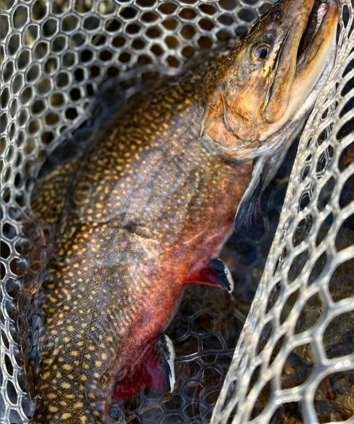 CognitoBrands's tweet photo. What a Beauty
@phillyflyfishingguy
@brandontemple_unofficial came through with a tank of an opening weekend Western NC TRUST THE PROCESS! #browntrout #steelhead #bigbrowns #pennstateflyfishing #saltlife #gopro #fishingreels #reels #stcroixrods #fishmichigan https://t.co/HWwZWTzxv4