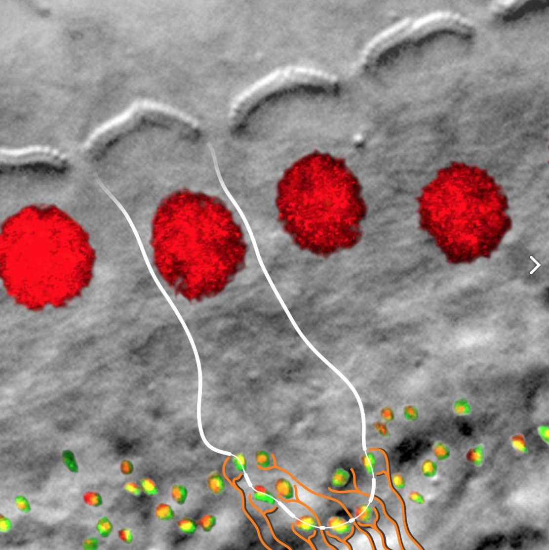 DPZ_eu's tweet photo. Can’t decide for MolBio or Neuroscience? Want both? How about a PhD position in inner ear gene therapy? 
Be part of a large-scale collaborative research project @thegoecampus with @AuditoryNeuros @yourUMG @mpi_nat @MBExC_de @uniGoettingen

#ScienceJobs 

ℹ️https://t.co/DkWmaEycnZ https://t.co/tUnBPKYdIS