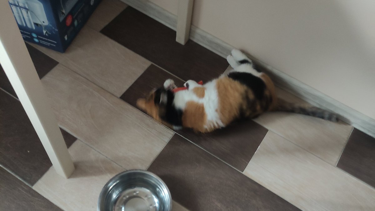 Обычно она эту рыбу вообще игнорирует, а тут прям заобнимала и закусала)