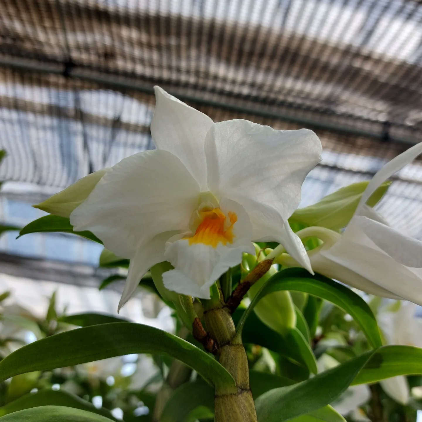 定華園 Ranya Joukaen Joukaen Twitter