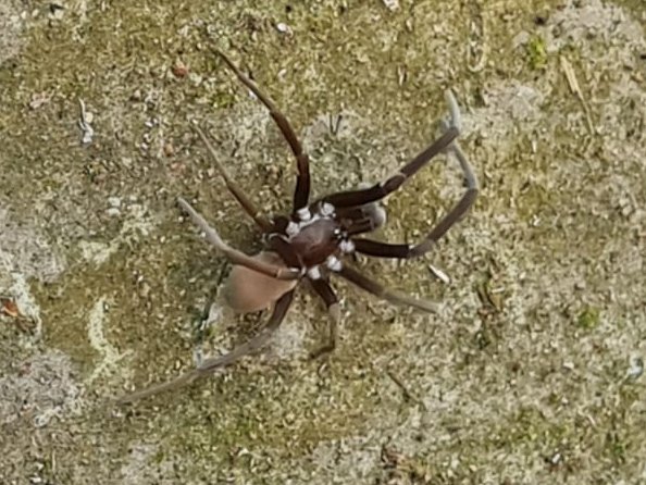 LuiH_C's tweet photo. @Arachno_Cosas
 Buenos día, ¿podrían darme información sobre esta araña? Encontrada en Xalapa. Saludos https://t.co/efz7n6vH5m