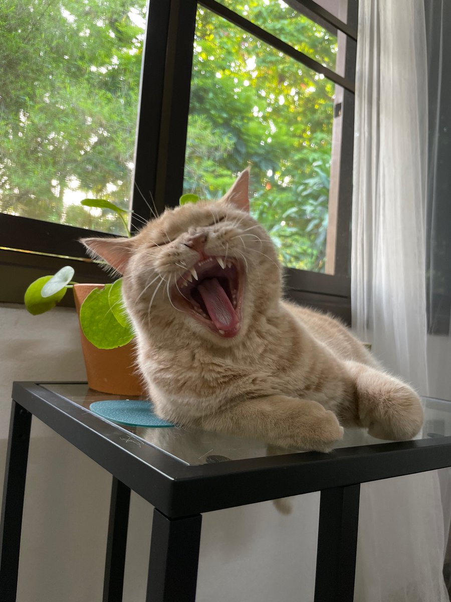 ชื่อเบิ้นๆง้าบบ tweet media