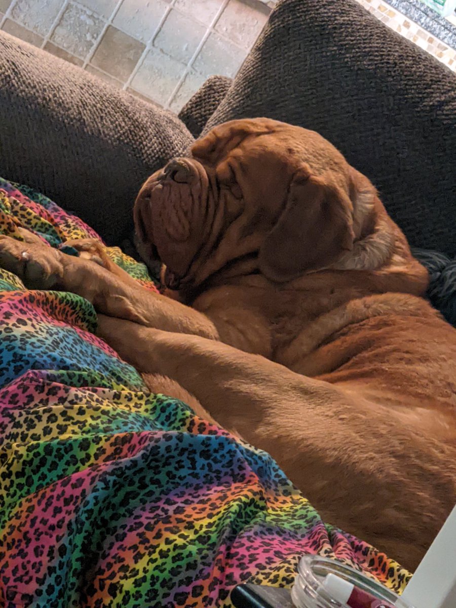 diabloinvegas21's tweet photo. Casual Tuesday here ..... #Mastifflife #DogsofTwittter https://t.co/UgAntrqPvf