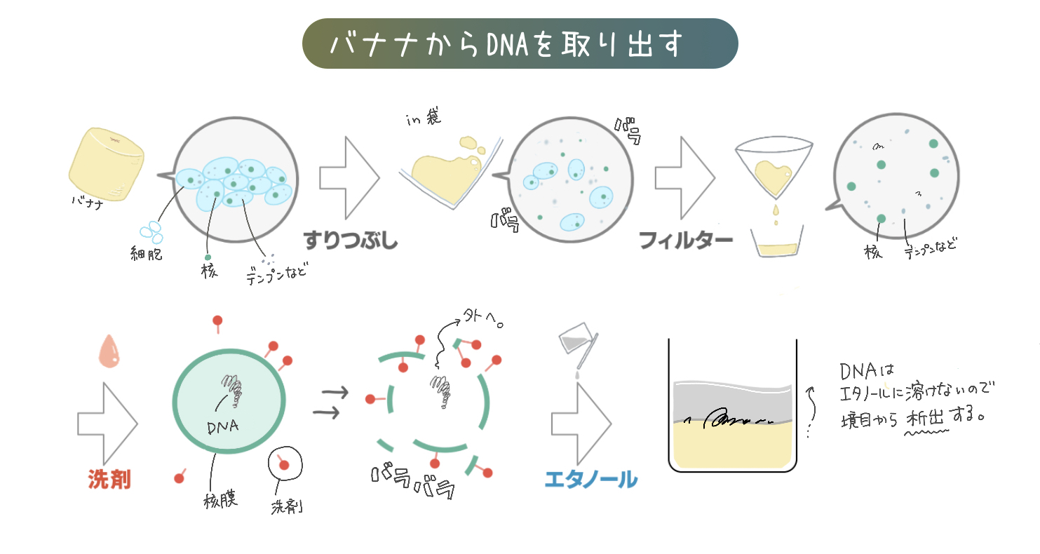 アオミ ソウ Dnaの抽出 もやっと出てくるのが楽しいし 実験してる感 あってワクワクするので是非お子さんとやってみてほしい イラストにするとこんな感じです T Co Cvxymuz7xr Twitter アオミ ソウ Dnaの抽出 もやっと出てくるのが楽しいし 実験してる感 あってワクワクするので是非お子さんとやってみてほしい イラストにするとこんな感じです T Co Cvxymuz7xr Twitter