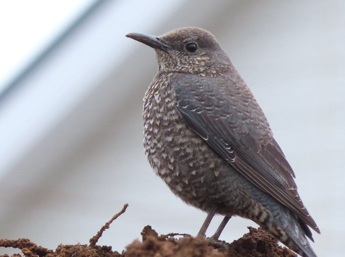 pastirica's tweet photo. Oh, this is a female blue rock thrush (Monticola solitarius) at a construction site.

#BirdsSeenIn2022 #wildlife #nature #birder #birdtonic #birdwatching #birdphotography https://t.co/8XVPp7btGB