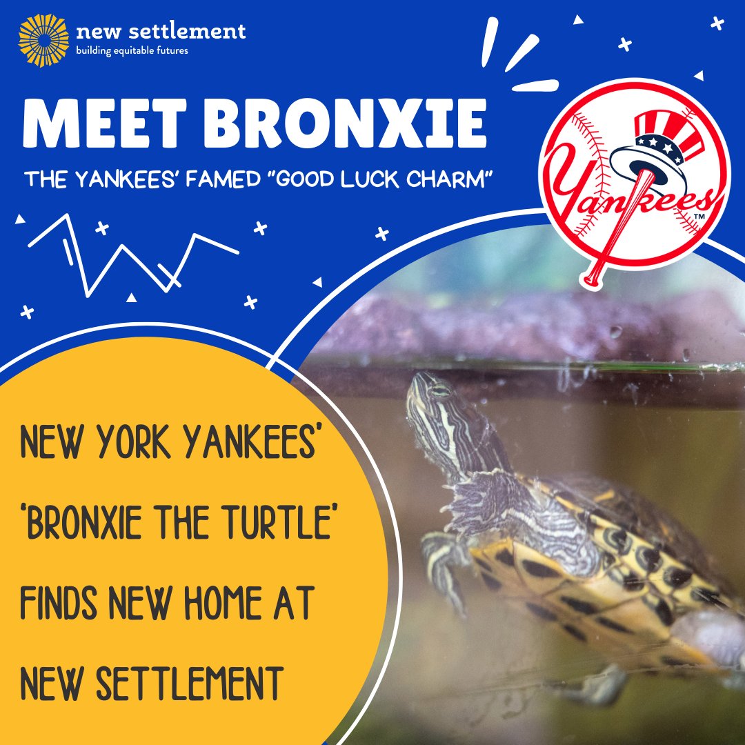 NewSettlementNY's tweet photo. The New York Yankees’ “good luck charm,” Bronxie, is getting a new home here at New Settlement Community Center!
#NewSettlement #NYC #Bronx #BronxCounty #NonProfit #NSCCBX #Turtle #Yankees #NewYorkYankees #NSCC https://t.co/4rke7cOjmi