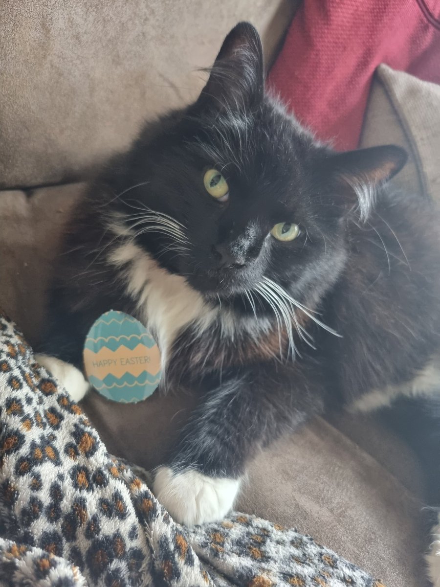 LinoVsp's tweet photo. Stanley posing like the model he is #VIPEaster @PetsatHome https://t.co/BoiuAy5It3