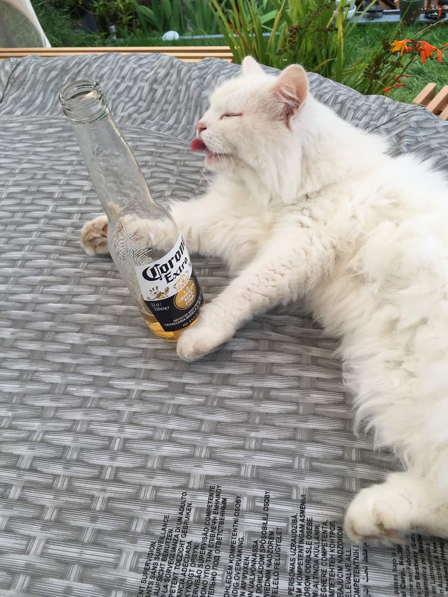 casper_cats's tweet photo. Casper having a #beer #beercat #coronabeercat #corona #coronacat #coronaextra #catlick #Covid_19 #Omicron #Trending #lickass #lickitup #lick #catlovers #BeerTourist https://t.co/7qJaPRf0ai