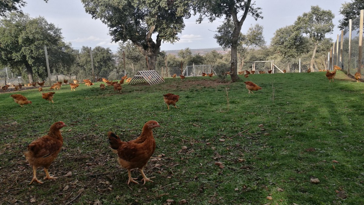Rural_Poultry's tweet photo. 🆕We just published our webinar's press release

🐔 Find out how #RuralPoultry is in line with EU's sustainability objectives &amp; why #MarketingStandards are so important for the sector.

https://t.co/5O5D8QMvh6 https://t.co/dt8dU0n1Zf
