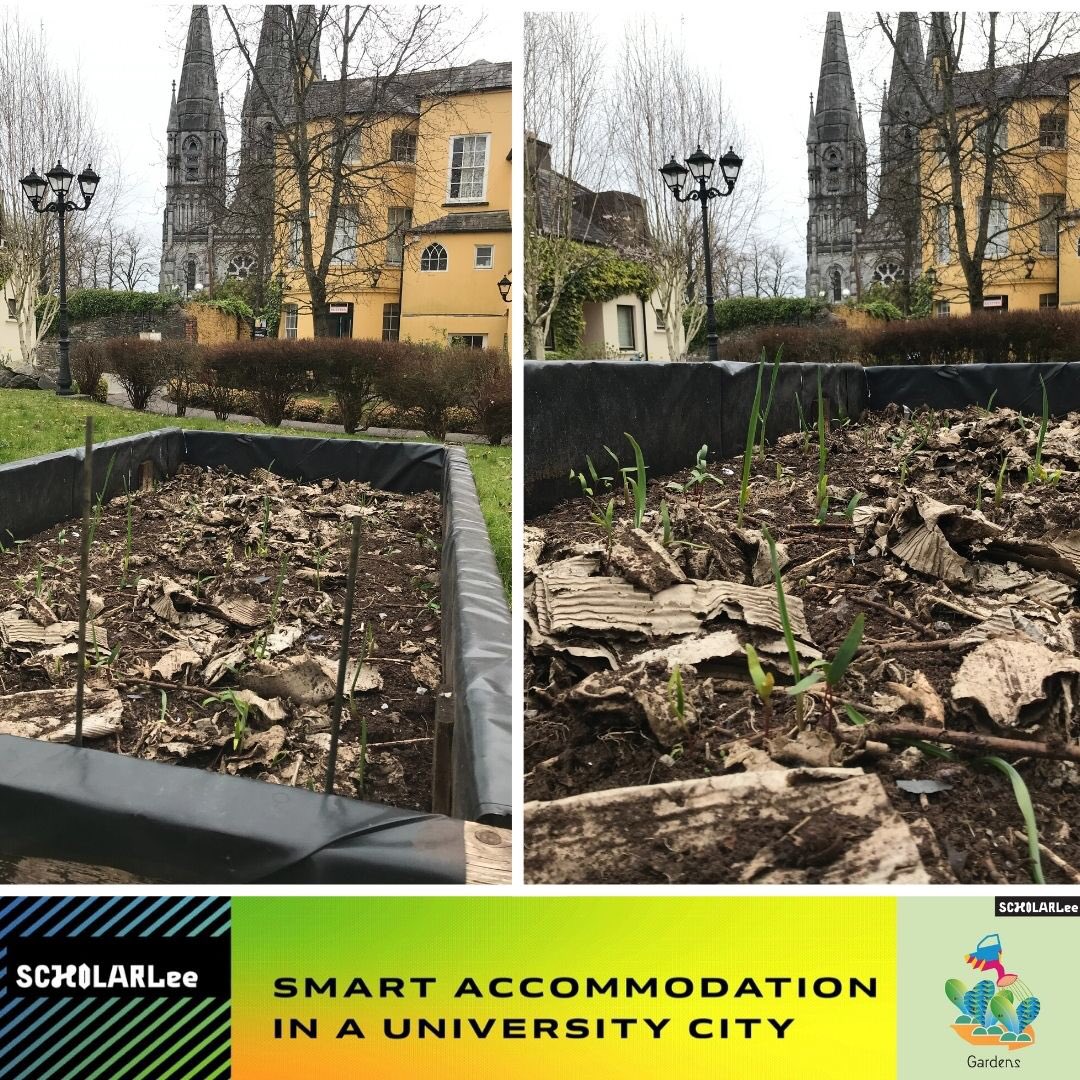 Spring is well and truly upon us and we are so excited to see the first signs of life in our planted beds! 🌱🌱 Can’t wait to see the end results 🪴☀️🥕🏡🧑‍🎓👨‍🎓