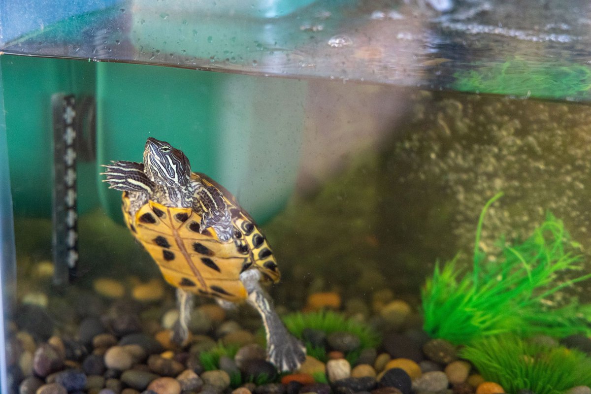 NewSettlementNY's tweet photo. The New York Yankees’ “good luck charm,” Bronxie, is getting a new home here at New Settlement Community Center!
#NewSettlement #NYC #Bronx #BronxCounty #NonProfit #NSCCBX #Turtle #Yankees #NewYorkYankees #NSCC https://t.co/4rke7cOjmi